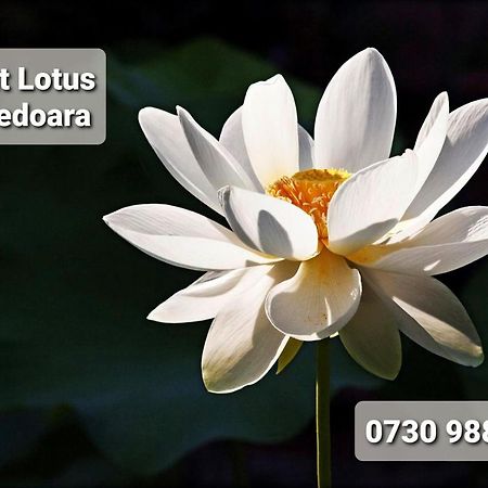 Apartmán Night Lotus Hunedoara Exteriér fotografie