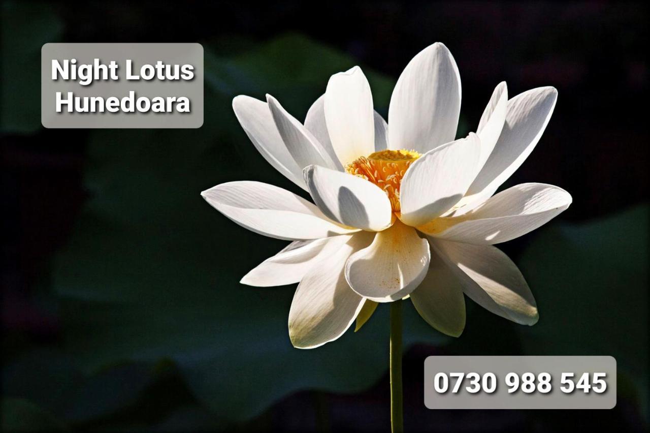 Apartmán Night Lotus Hunedoara Exteriér fotografie